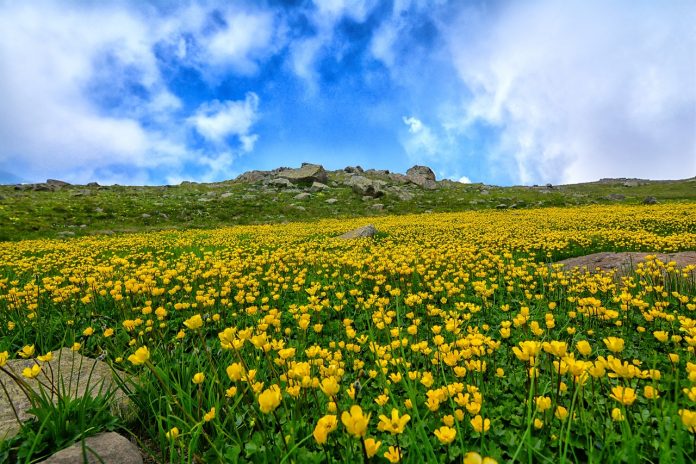 nature-3314297_1280