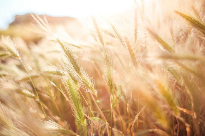 wheat-865098_1280